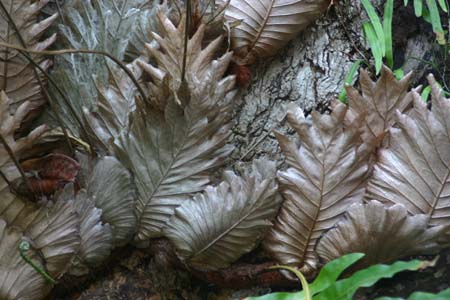 Plantes parasites ... .. Tha�lande - Tourisme - 